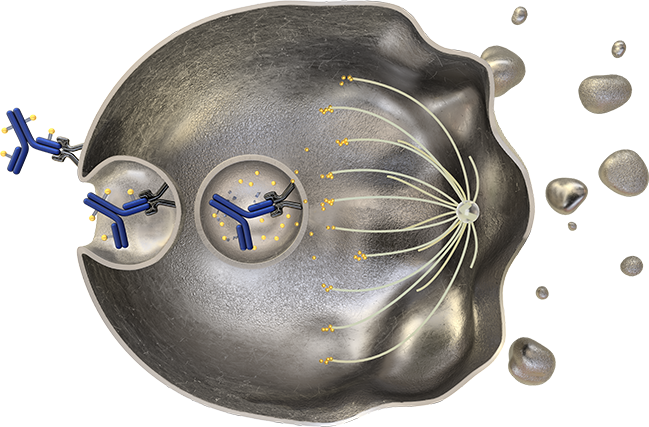PADCEV molecule’s journey through the target cell